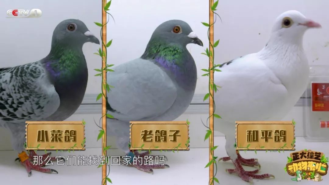 [央视一套]今天18:00档，CCTV-1《动物来啦》为您揭秘“小鸽鸽”们的回家路线！