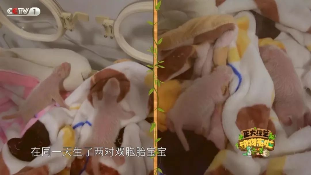 [央视一套]今天18:00档，CCTV-1《动物来啦》为您揭秘“小鸽鸽”们的回家路线！