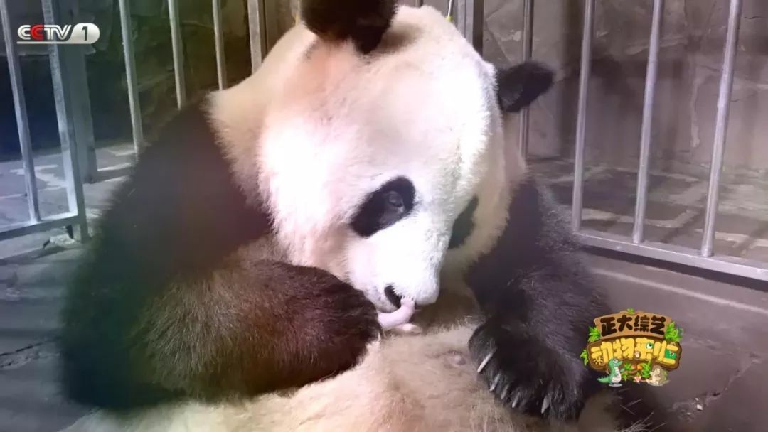 [央视一套]今天18:00档，CCTV-1《动物来啦》为您揭秘“小鸽鸽”们的回家路线！