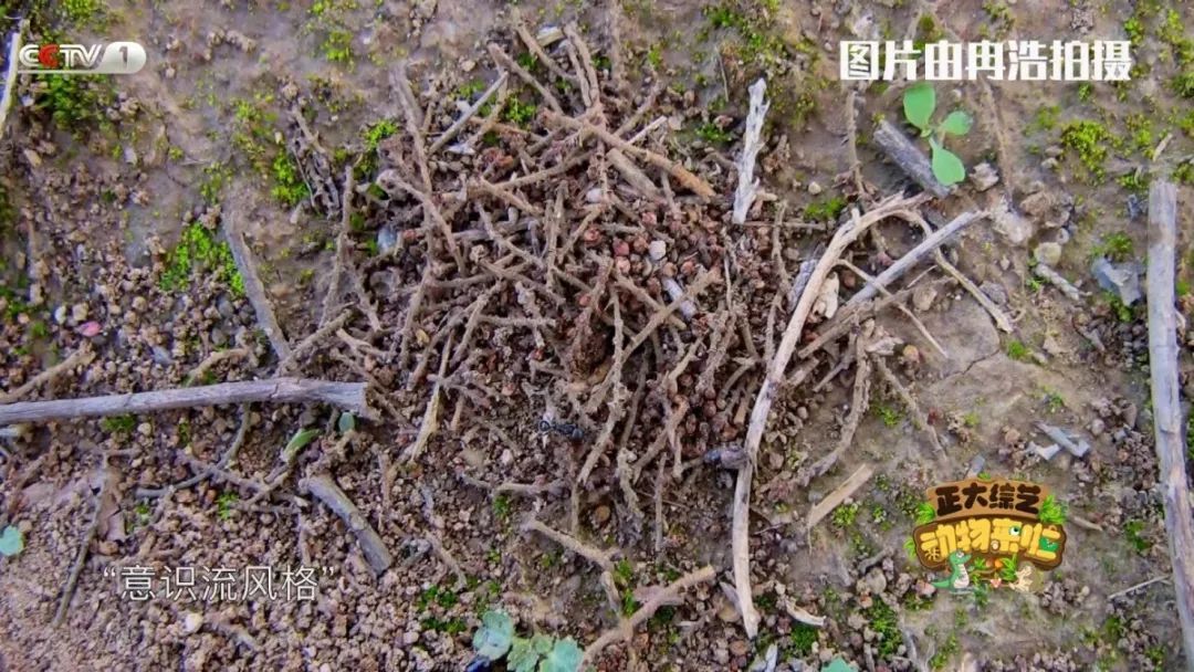 [央视一套]今天18:00档，CCTV-1《动物来啦》为您揭秘“小鸽鸽”们的回家路线！