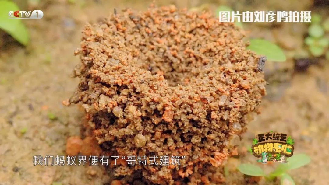 [央视一套]今天18:00档，CCTV-1《动物来啦》为您揭秘“小鸽鸽”们的回家路线！