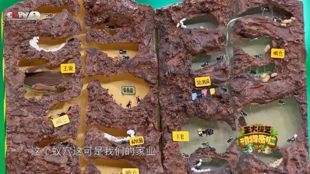 [央视一套]今天18:00档，CCTV-1《动物来啦》为您揭秘“小鸽鸽”们的回家路线！