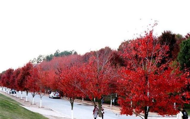 「中国网」万棵红枫映如霞 高校打造特色文化景观吸引市民争相打卡