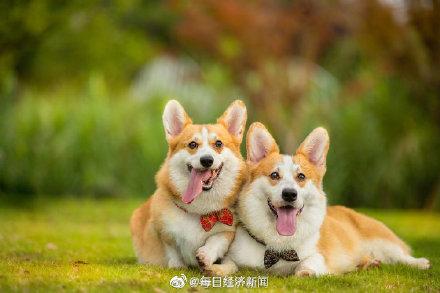 【光明网】别再乘以7了狗和人类的年龄换算公式来了 快来算算你家狗狗几岁