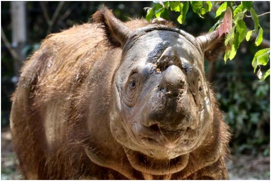 #中国青年网#马来西亚最后一只苏门答腊犀牛因癌病逝 全球仅剩约80头