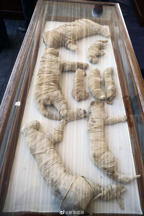 「海外网」埃及发现数十具2000年前动物木乃伊 有狮子有鳄鱼……