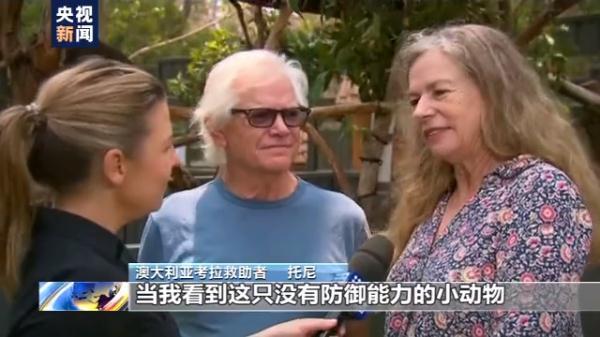 [光明网]心疼！80%栖息地被烧毁 上千考拉葬身火海