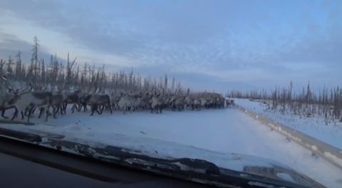 海外网■壮观！数千只驯鹿迁徙堵塞西伯利亚公路