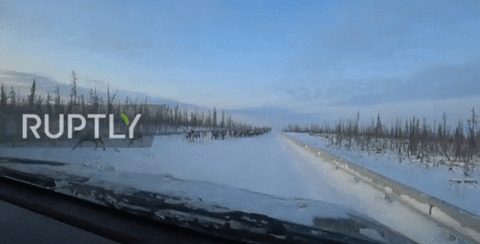 海外网■壮观！数千只驯鹿迁徙堵塞西伯利亚公路