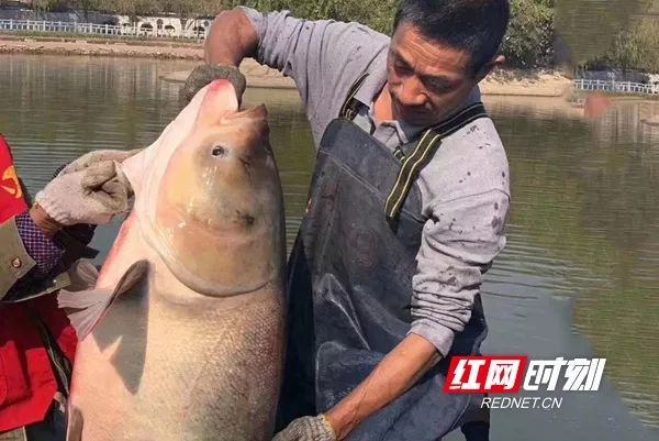 人民日报■【荐读】又是别人家！这所高校捞3000斤鱼给学生加餐