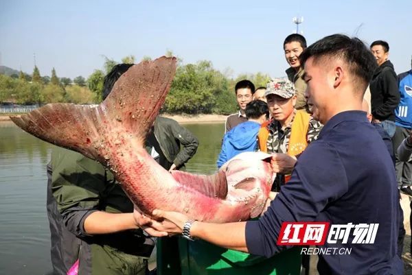 人民日报■【荐读】又是别人家！这所高校捞3000斤鱼给学生加餐