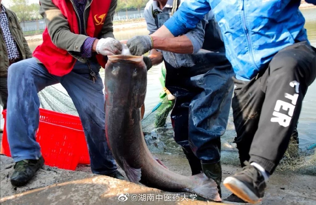 人民日报■【荐读】又是别人家！这所高校捞3000斤鱼给学生加餐