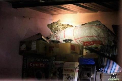 「海外网」豹子追逐宠物狗误闯印度民宅 人豹对峙3小时后才被“请出”