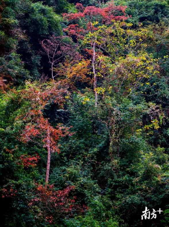 大自然"打翻"了颜料盘!韶关始兴这座山头五彩斑斓_人民号