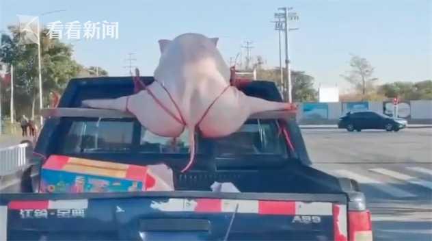 「中国经济网」“二师兄”劈叉被绑皮卡车顶 警方：有点违规