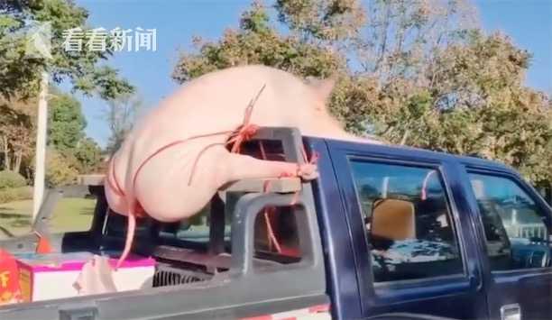 「中国经济网」“二师兄”劈叉被绑皮卡车顶 警方：有点违规