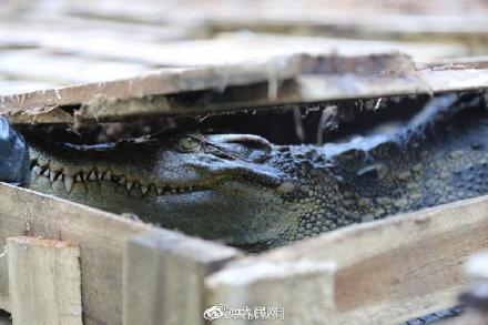 「光明网」海关查获千吨濒危物种及制品 请别再伤害它们