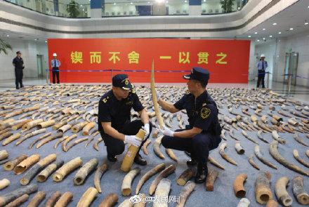 「光明网」海关查获千吨濒危物种及制品 请别再伤害它们