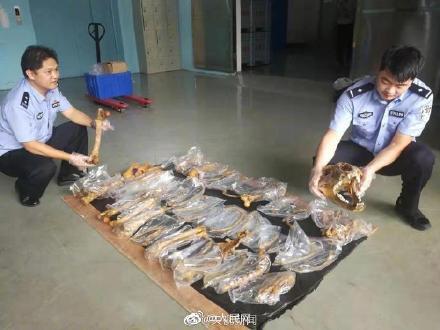 「光明网」海关查获千吨濒危物种及制品 请别再伤害它们