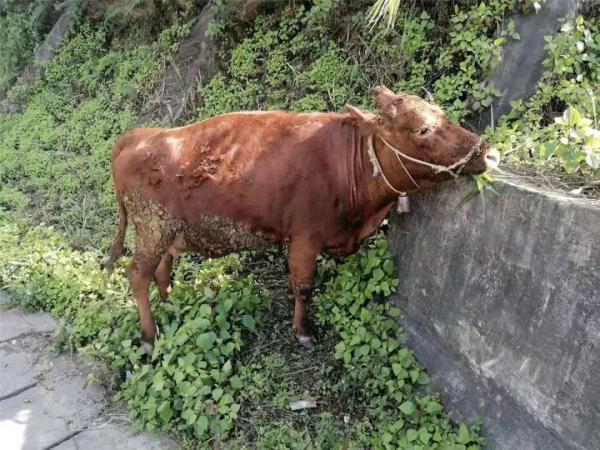 「光明网」黄牛高速路上闲逛，交警客串“牛倌”