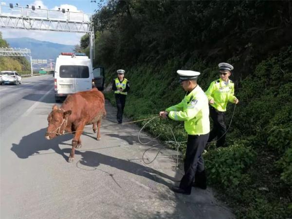「光明网」黄牛高速路上闲逛，交警客串“牛倌”