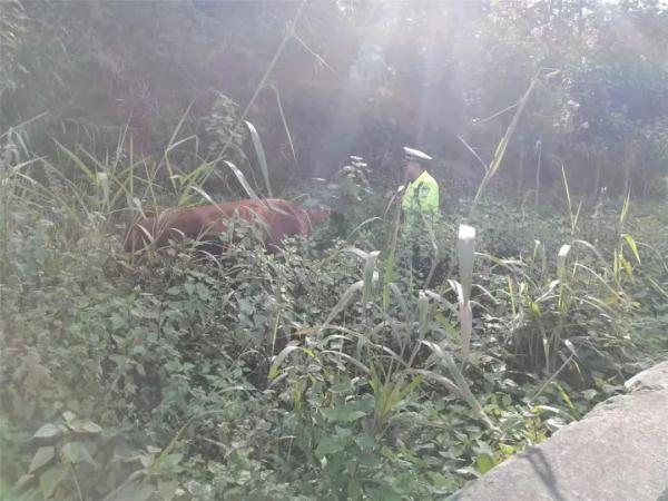 「光明网」黄牛高速路上闲逛，交警客串“牛倌”