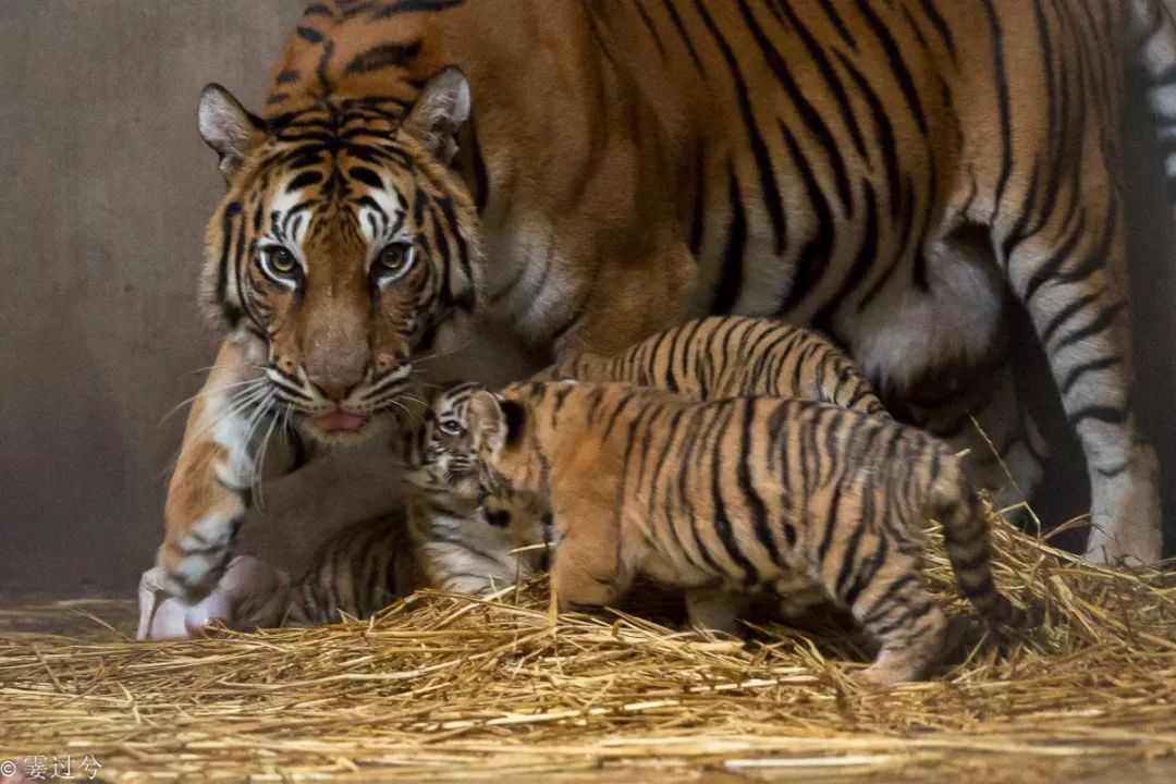 萌化了这4只小老虎人见人爱