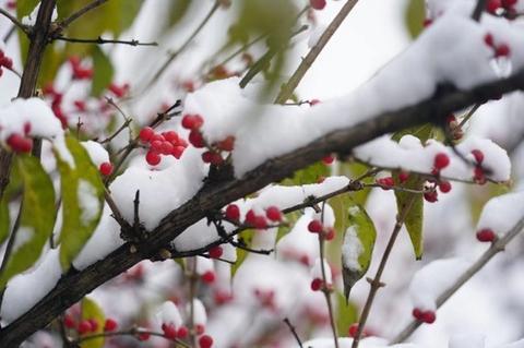 「海外网」雪后景山拍故宫 今天的北京变身童话世界