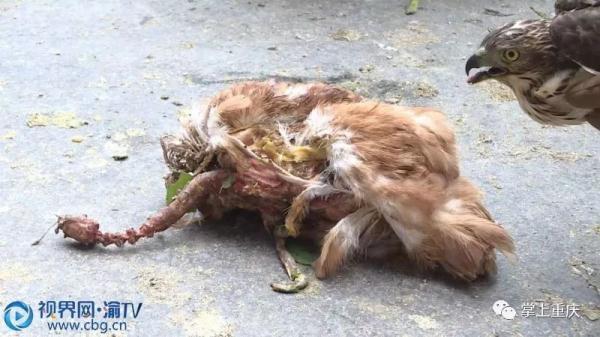 光明网■“偷鸡贼“被捉 竟是国家二级保护动物