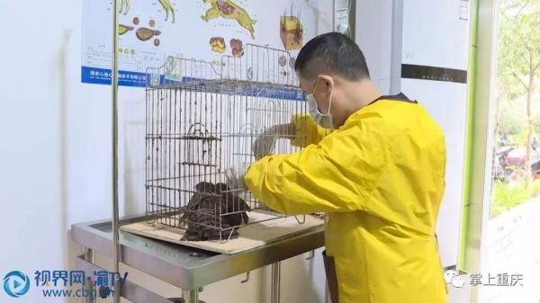 光明网■“偷鸡贼“被捉 竟是国家二级保护动物