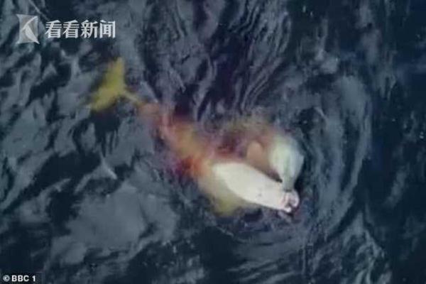 光明网@北极熊下水捕食白鲸 气候变化迫使其找新猎物
