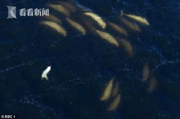 光明网@北极熊下水捕食白鲸 气候变化迫使其找新猎物