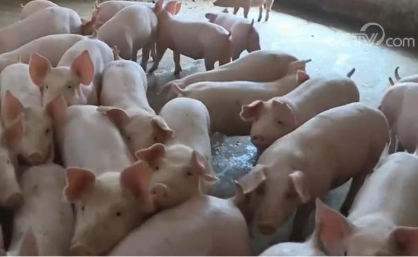 [中国网]我国加强六方面举措力促生猪生产恢复