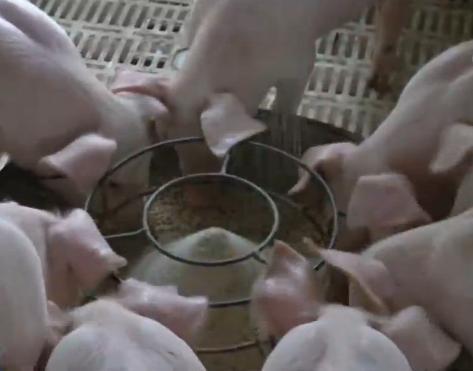 [中国网]我国加强六方面举措力促生猪生产恢复