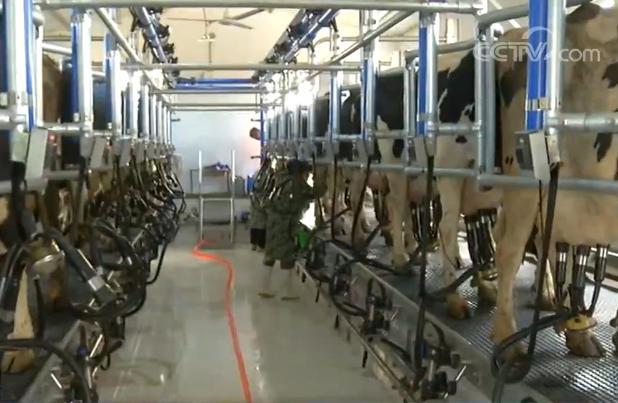 [中国网]我国加强六方面举措力促生猪生产恢复