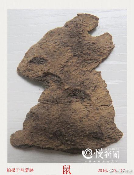 「光明网」树皮“译码人”拍下数千张树画