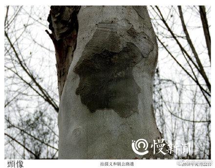 「光明网」树皮“译码人”拍下数千张树画