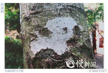 「光明网」树皮“译码人”拍下数千张树画