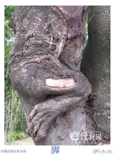 「光明网」树皮“译码人”拍下数千张树画