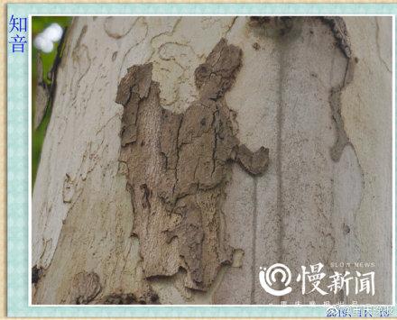 「光明网」树皮“译码人”拍下数千张树画