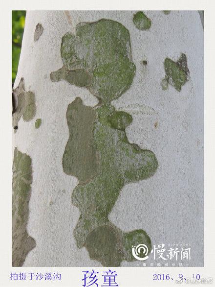 「光明网」树皮“译码人”拍下数千张树画