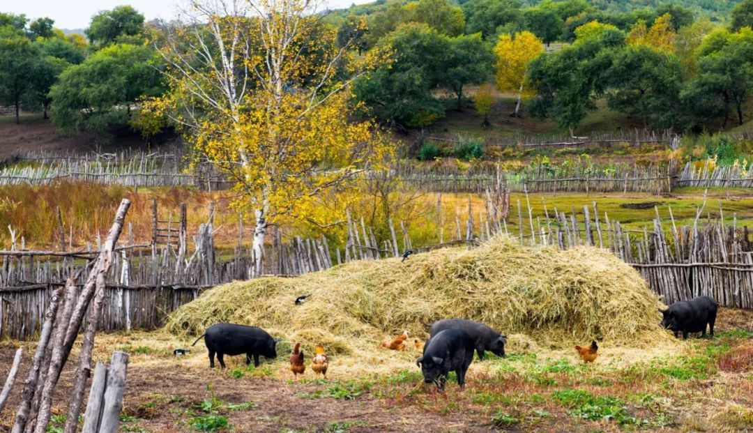 「每日经济新闻」猪肉价格上涨，环保该不该“背锅”？