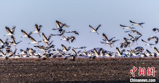 [中国日报网]中国北疆兴凯湖流域发现历年最大东方白鹳迁徙种群