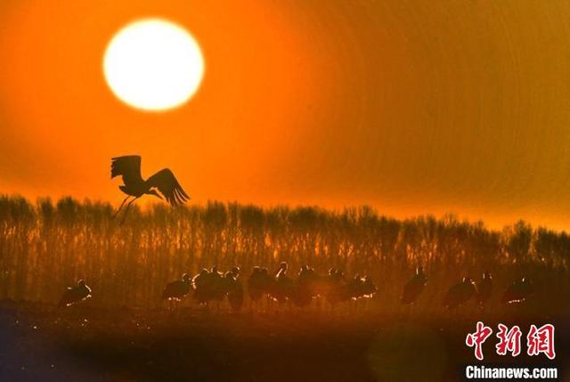 [中国日报网]中国北疆兴凯湖流域发现历年最大东方白鹳迁徙种群