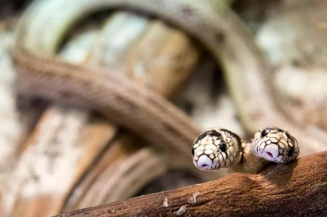 #环球网#“冷血动物”照顾冷血动物！老婆被蛇咬了他居然回家照顾蛇