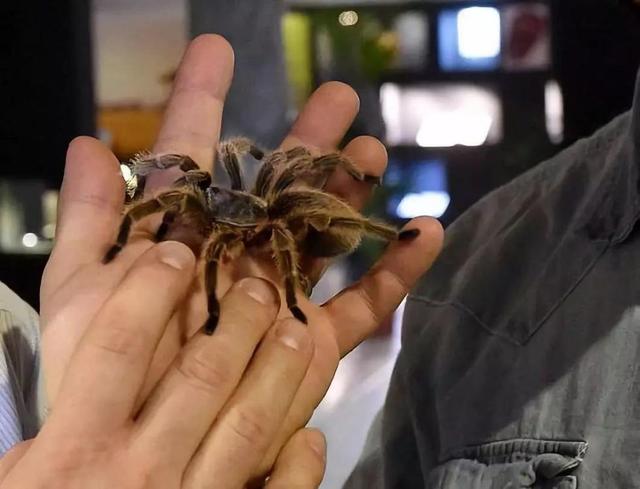 #环球网#“冷血动物”照顾冷血动物！老婆被蛇咬了他居然回家照顾蛇