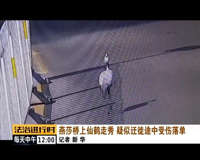 #中国青年网#北京街头惊现“仙鹤”，司机纷纷避让，已得到民警救助