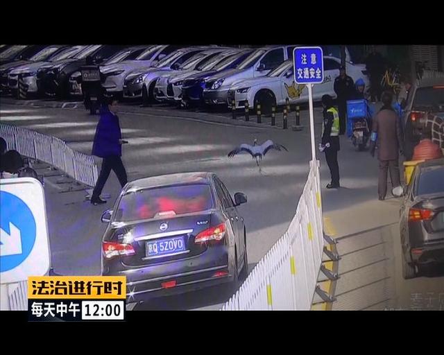 #中国青年网#北京街头惊现“仙鹤”，司机纷纷避让，已得到民警救助