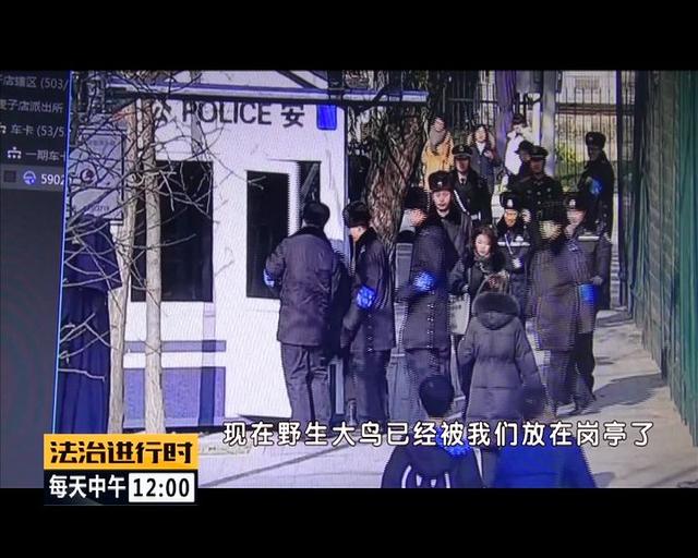 #中国青年网#北京街头惊现“仙鹤”，司机纷纷避让，已得到民警救助