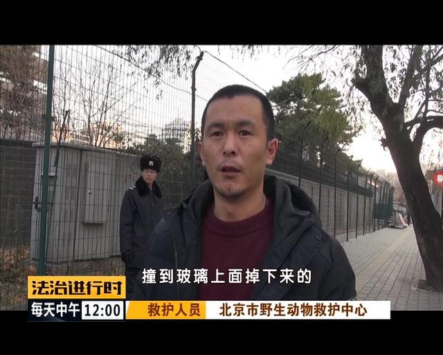 #中国青年网#北京街头惊现“仙鹤”，司机纷纷避让，已得到民警救助
